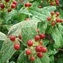 Hypericum androsaemum 'Gladys Brabazon' fruit
